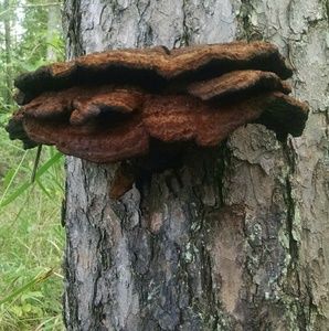 Meet your Posher, Bryan